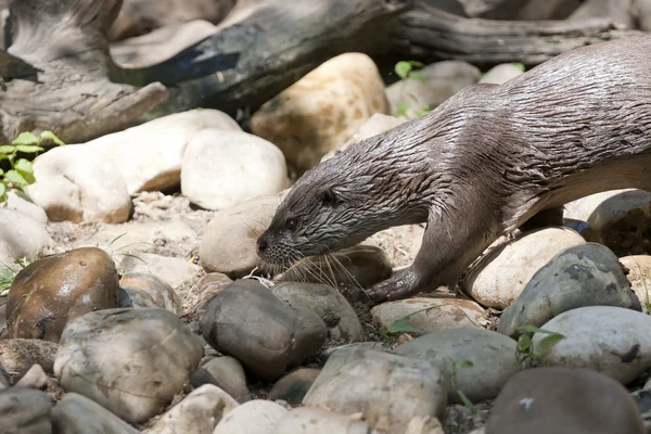 Otter in the river — Stock Photo, Image
