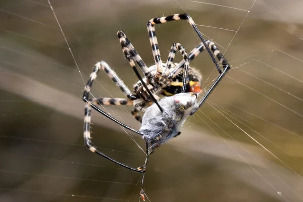 Stock image Prey of a spider