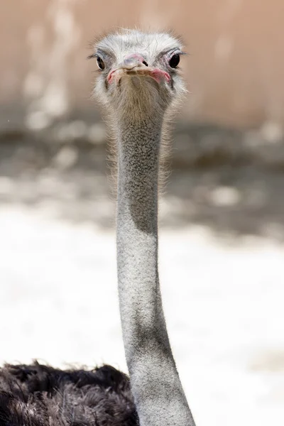Cuello de avestruz — Foto de Stock