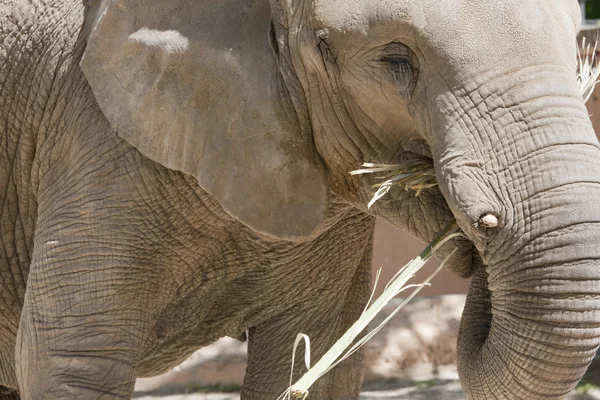 Comer elefantes —  Fotos de Stock