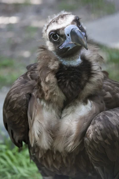 Avvoltoio bambino — Foto Stock