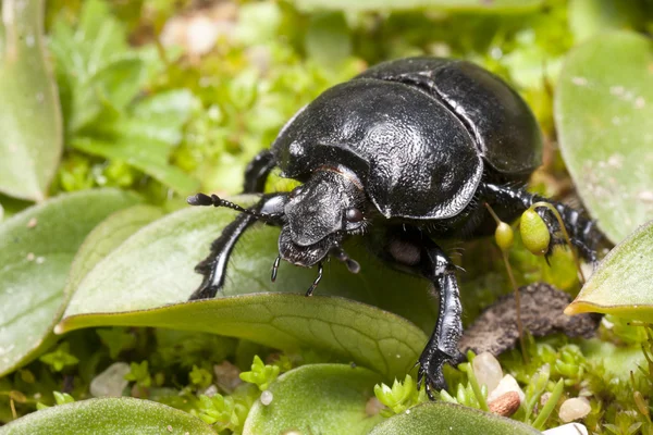 Beetle small — Stock Photo, Image