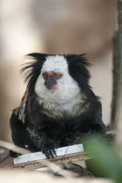 티 티 원숭이 — 스톡 사진