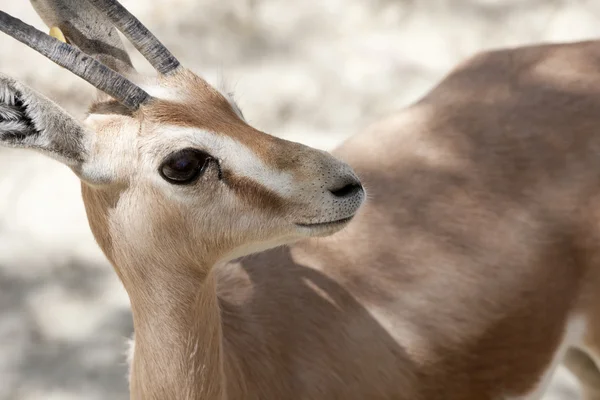 Gazelle baby — Stock Photo, Image