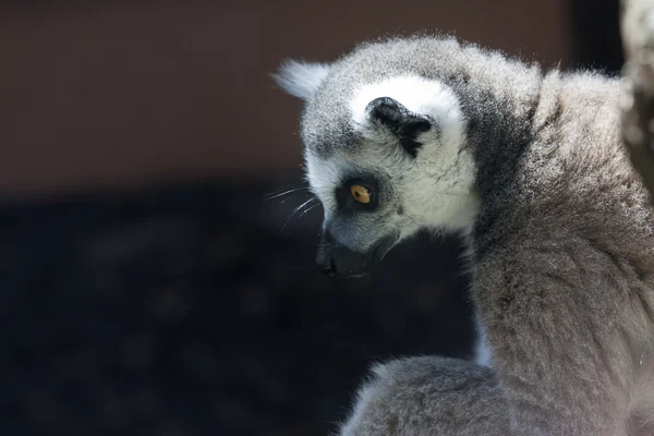 Lemur szary — Zdjęcie stockowe