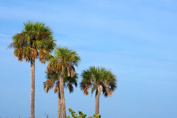 Palm trees against sky — Stock Photo, Image