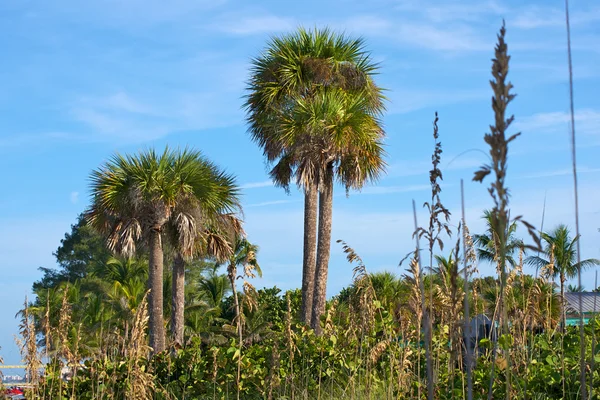 Gökyüzüne karşı uzun palmiye ağaçları — Stok fotoğraf