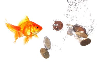 Goldfish and money clipart