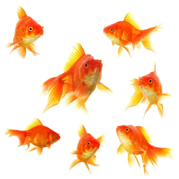 Goldfischsammlung — Stockfoto