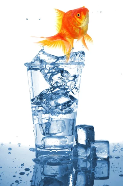 Goudvissen in glas water — Stockfoto