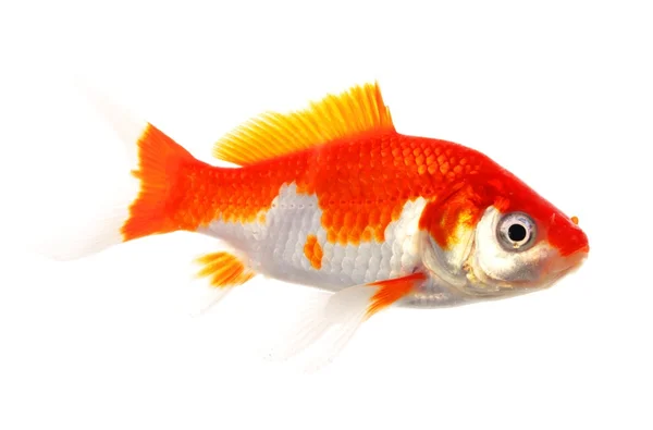 stock image Goldfish