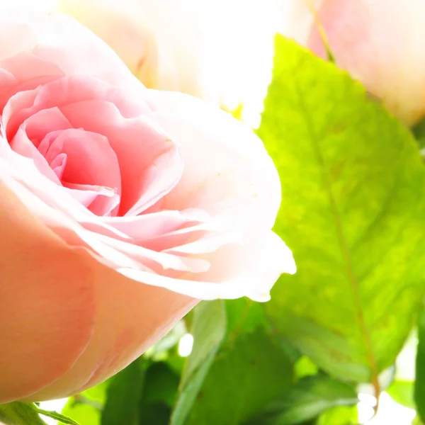 バラの花 — ストック写真