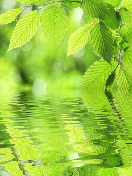 Green leaf and water — Stock Photo, Image
