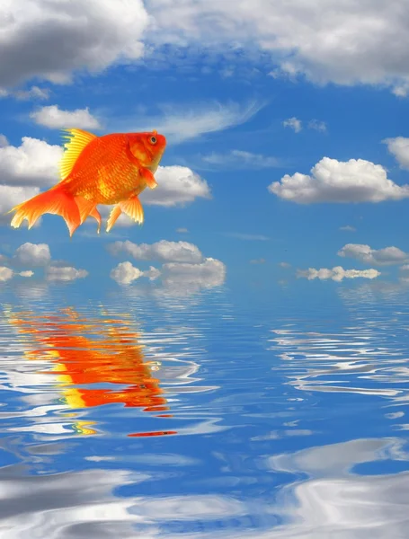 Blue sky and goldfish — Stock Photo, Image