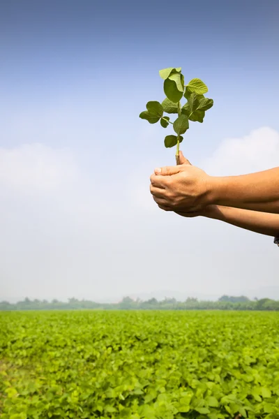 Hand of farmer holding sapling on the farm — Stock Photo, Image