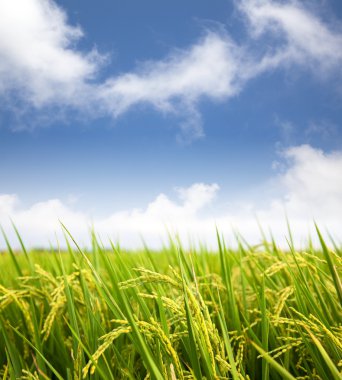 Paddy rice field with cloud background clipart
