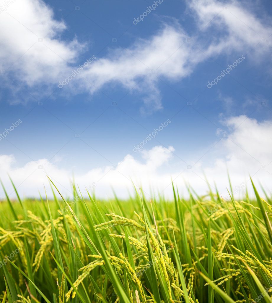 Paddy rice field with cloud background