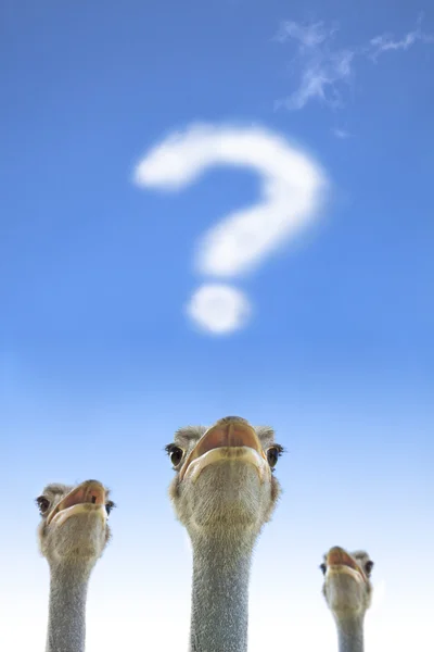 Questão e conceito de pensamento. avestruz observando ponto de interrogação — Fotografia de Stock