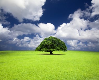 Single old tree on the grass field clipart