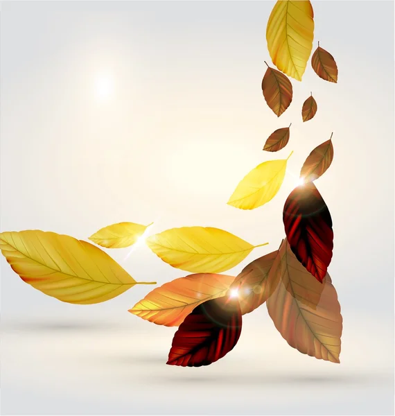 Őszi levelek design — Stock Vector