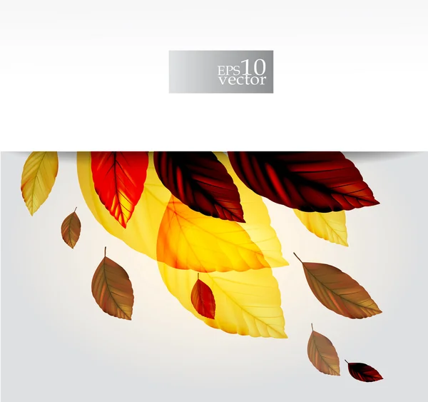 Őszi levelek design — Stock Vector