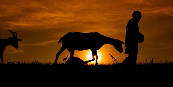 stock image Pastore al tramonto