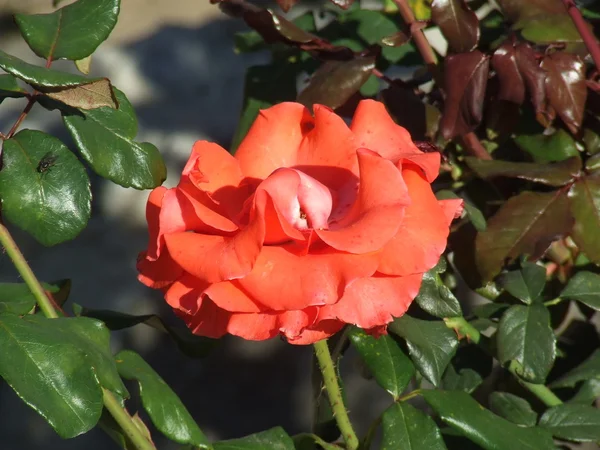 stock image Red rose