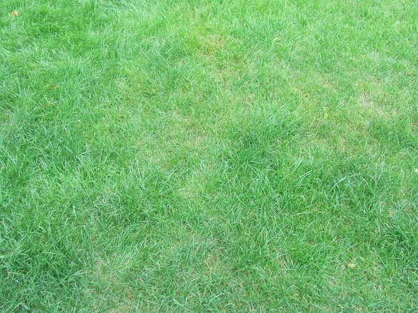 Зелена трава фону Стокове Зображення