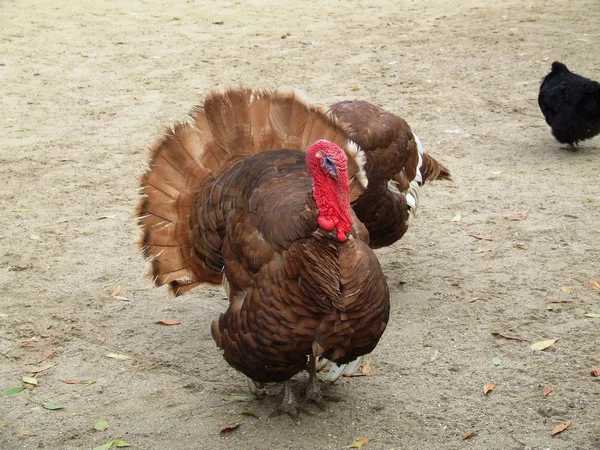 Turquie- ferme animale — Photo