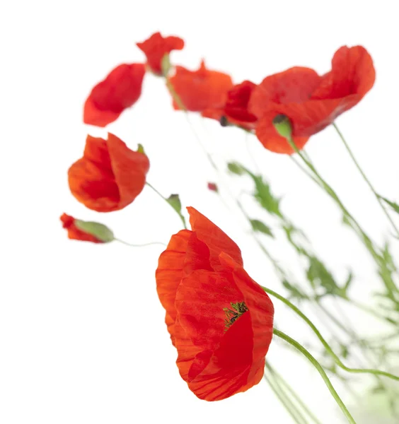 Poppies izolate pe fundal alb / se concentreze pe prim plan — Fotografie, imagine de stoc