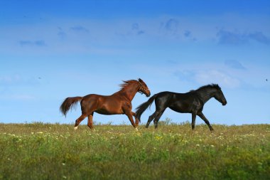 Two horses on the meadow clipart