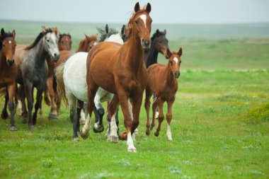 Horses Running clipart