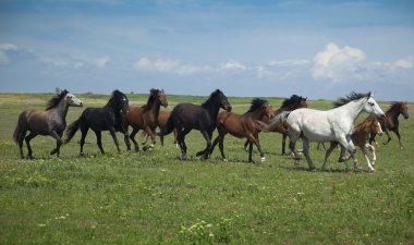 Horses Running / blue sky and green grass clipart