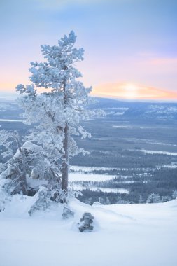 Snowy tree at dawn / winter morning clipart