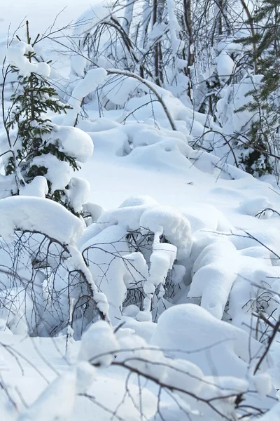 Winter lanscape / snow forest — Stock Photo, Image