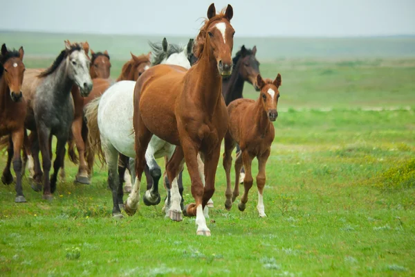 Hästar som springer — Stockfoto