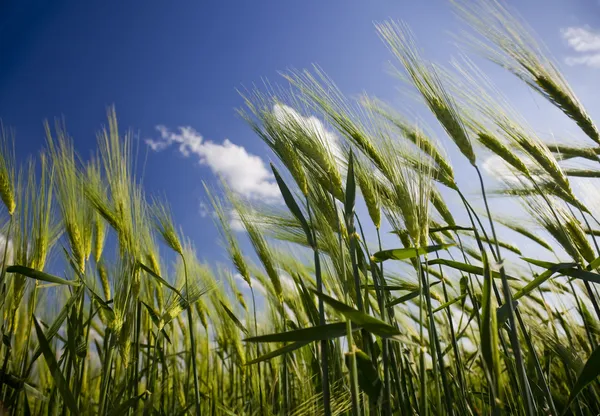Yeşil buğday tarlası ve bulutlu gökyüzü — Stok fotoğraf