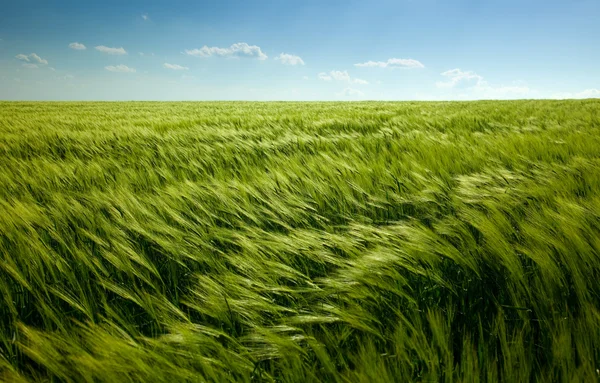 Grönt vetefält och molnig himmel — Stockfoto