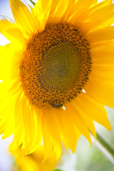Sunflower under a blue sky — Stock Photo, Image