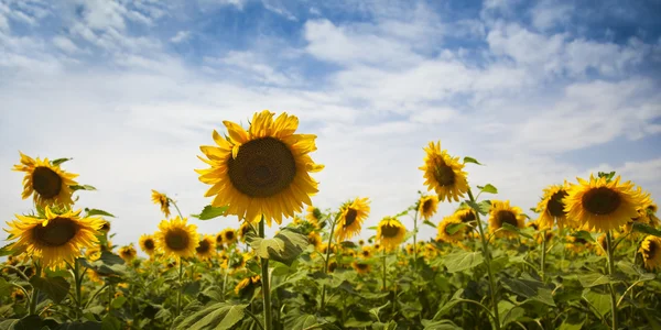 Sunflowers / panoramic — Stock Photo, Image