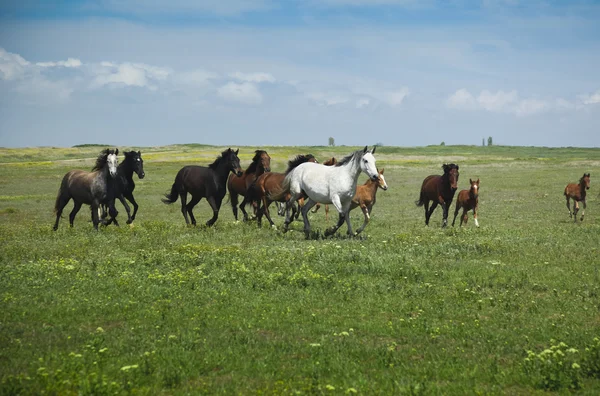 Лошади бегущие / голубое небо и зеленая трава — стоковое фото
