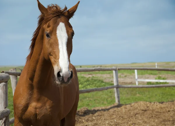 Портрет лошади / ферма / голубое небо и зеленая трава — стоковое фото