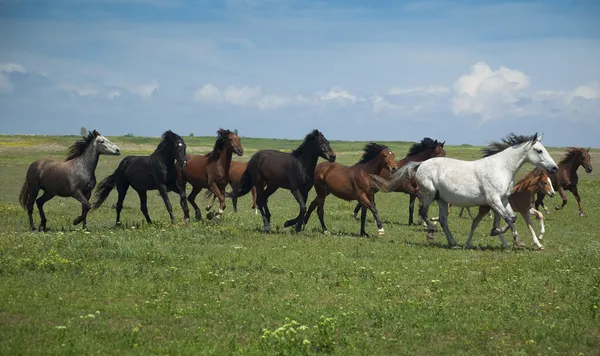 Atlar koşu / mavi gökyüzü ve yeşil çimen — Stok fotoğraf