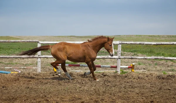 Corrida de cavalos / treinamento esportivo — Fotografia de Stock