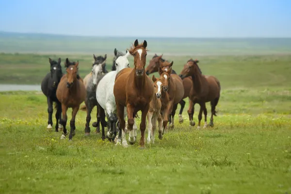 Pferde rennen — Stockfoto