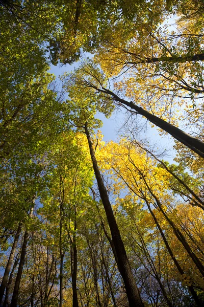 Bosque otoñal / colores brillantes de las hojas / luz solar — Foto de Stock