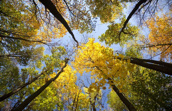 Bosque otoñal / colores brillantes de las hojas / luz solar — Foto de Stock