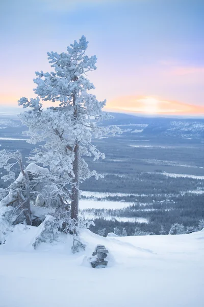 Χιονισμένο δέντρο ξημερώματα / χειμωνιάτικο πρωινό — Φωτογραφία Αρχείου