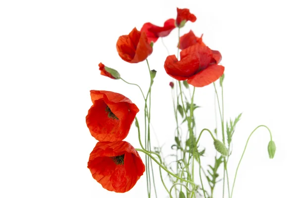 Poppies isolated on white background / focus on the foreground / — Stock Photo, Image