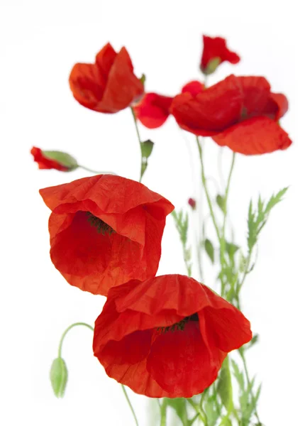Poppies isolated on white background / focus on the foreground — Stock Photo, Image